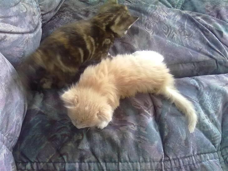 Huskat gismo billede 5