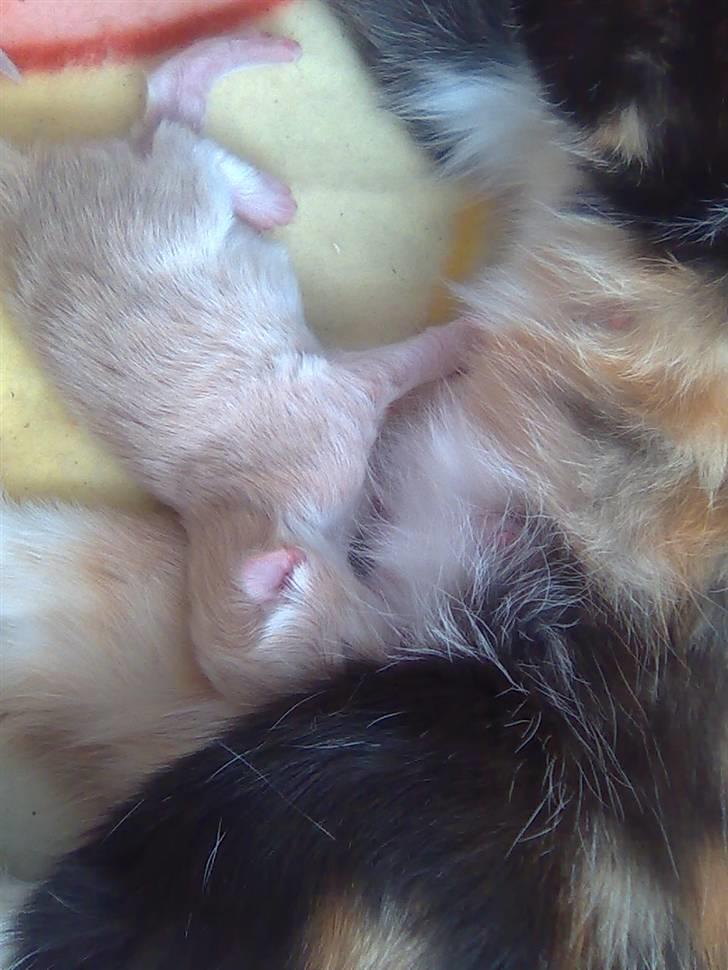 Huskat gismo billede 6