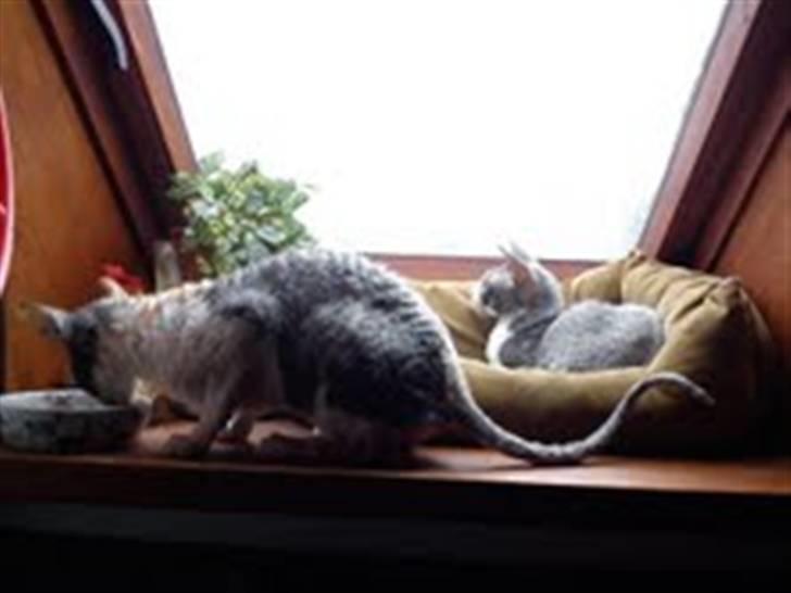 Cornish Rex Yeoman Knight of Kandinsk - Far og datter billede 2