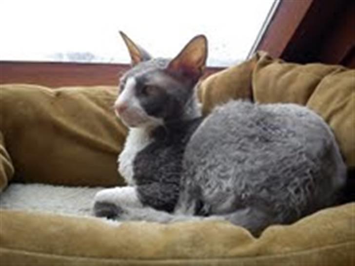 Cornish Rex Yeoman Knight of Kandinsk billede 3