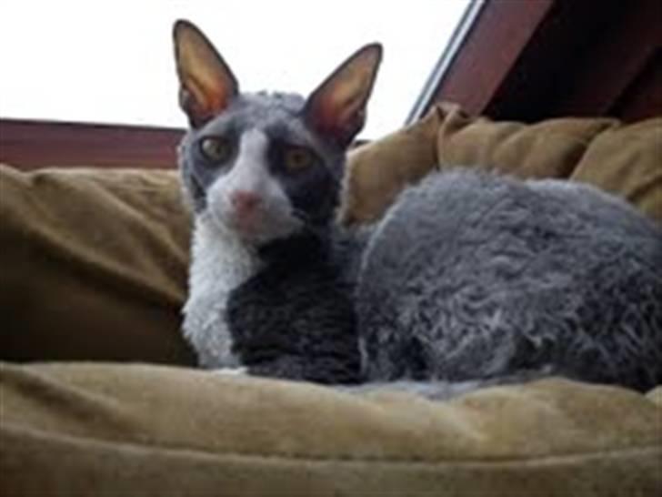 Cornish Rex Yeoman Knight of Kandinsk billede 4