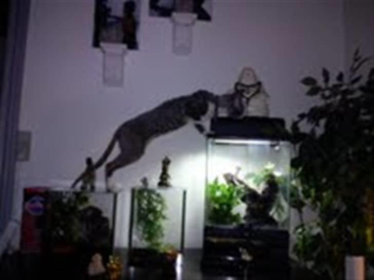 Cornish Rex Yeoman Knight of Kandinsk - "Abe"katten...LOL billede 5