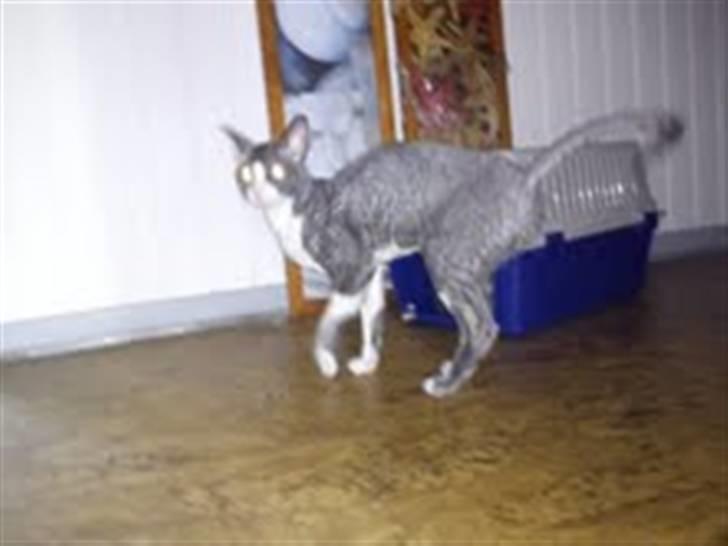 Cornish Rex Yeoman Knight of Kandinsk billede 6