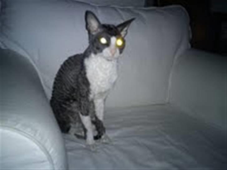 Cornish Rex Yeoman Knight of Kandinsk billede 7