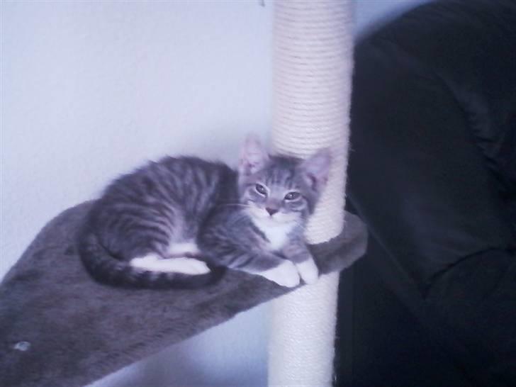 Huskat Løve (vidre givet) billede 1