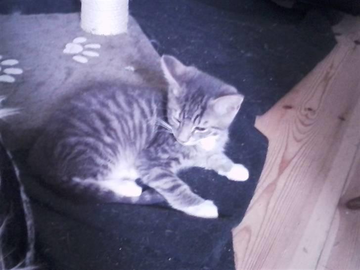 Huskat Løve (vidre givet) billede 2