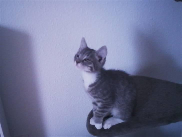 Huskat Løve (vidre givet) billede 3