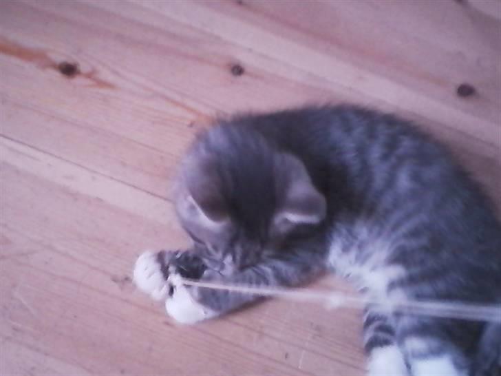 Huskat Løve (vidre givet) billede 4