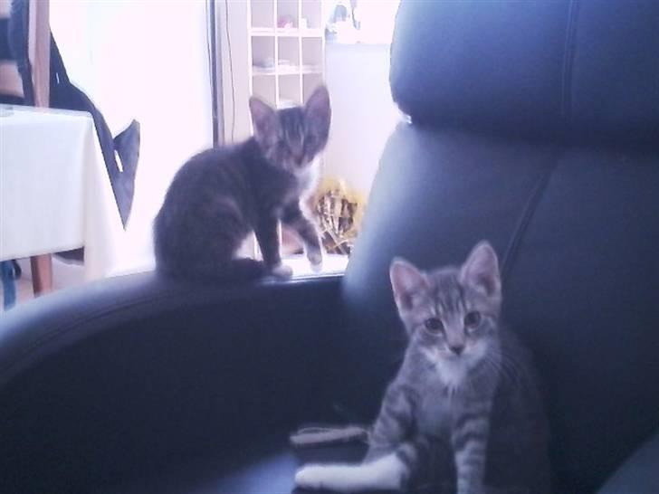 Huskat Løve (vidre givet) - Tiger til venstre og  Løve til Højre :)  billede 5