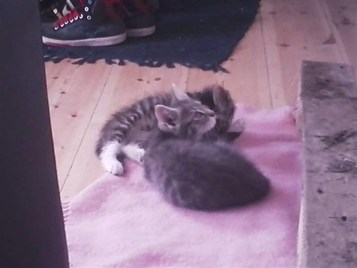 Huskat Løve (vidre givet) billede 6