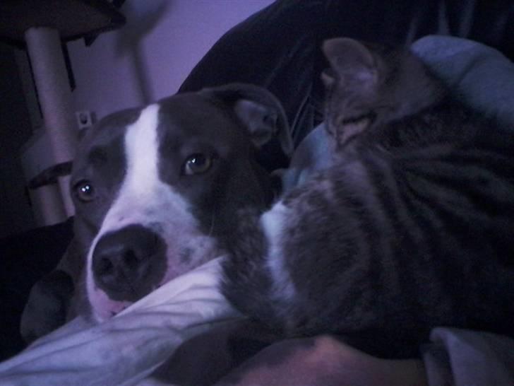 Huskat Tiger (vidre givet) billede 1