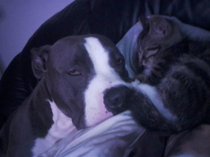 Huskat Tiger (vidre givet) billede 2