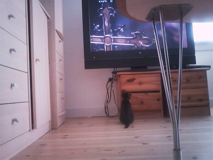 Huskat Tiger (vidre givet) billede 3