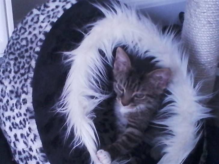 Huskat Tiger (vidre givet) billede 4