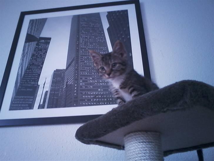 Huskat Tiger (vidre givet) billede 5