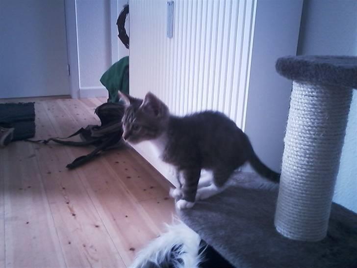 Huskat Tiger (vidre givet) billede 6