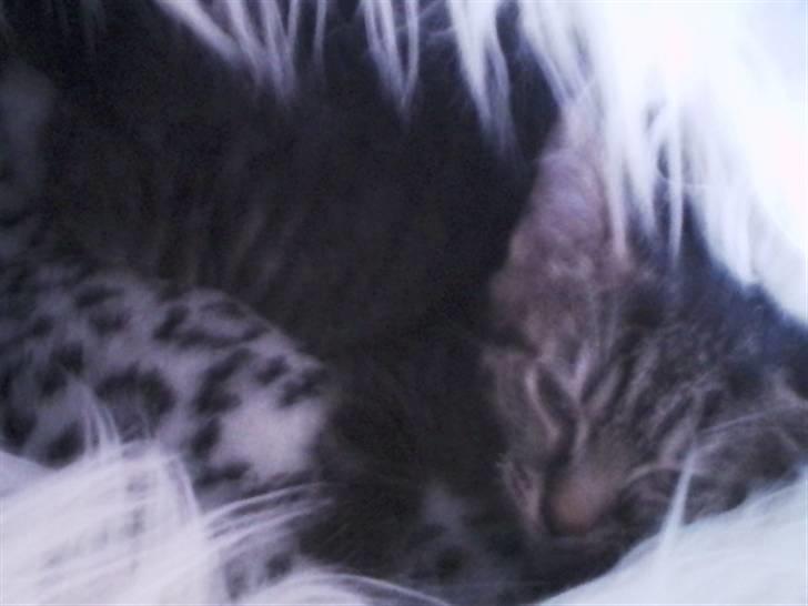 Huskat Tiger (vidre givet) billede 7