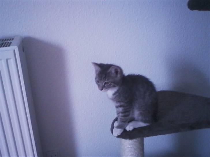 Huskat Løve (vidre givet) billede 7