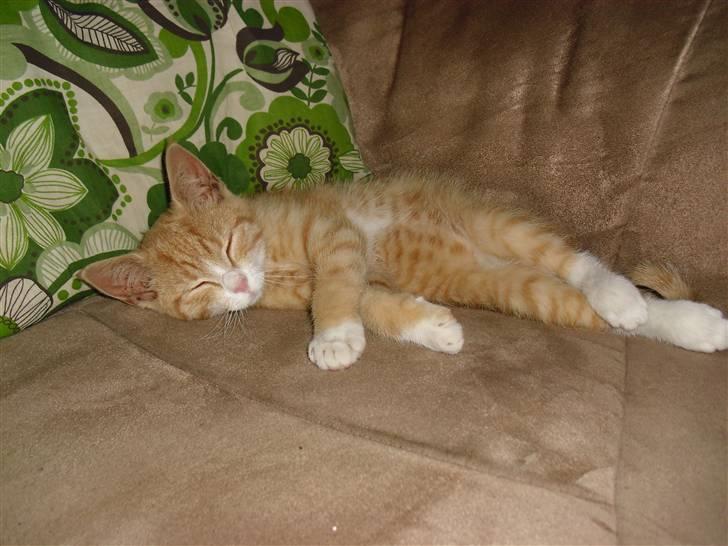 Blanding af racer Garfield billede 16