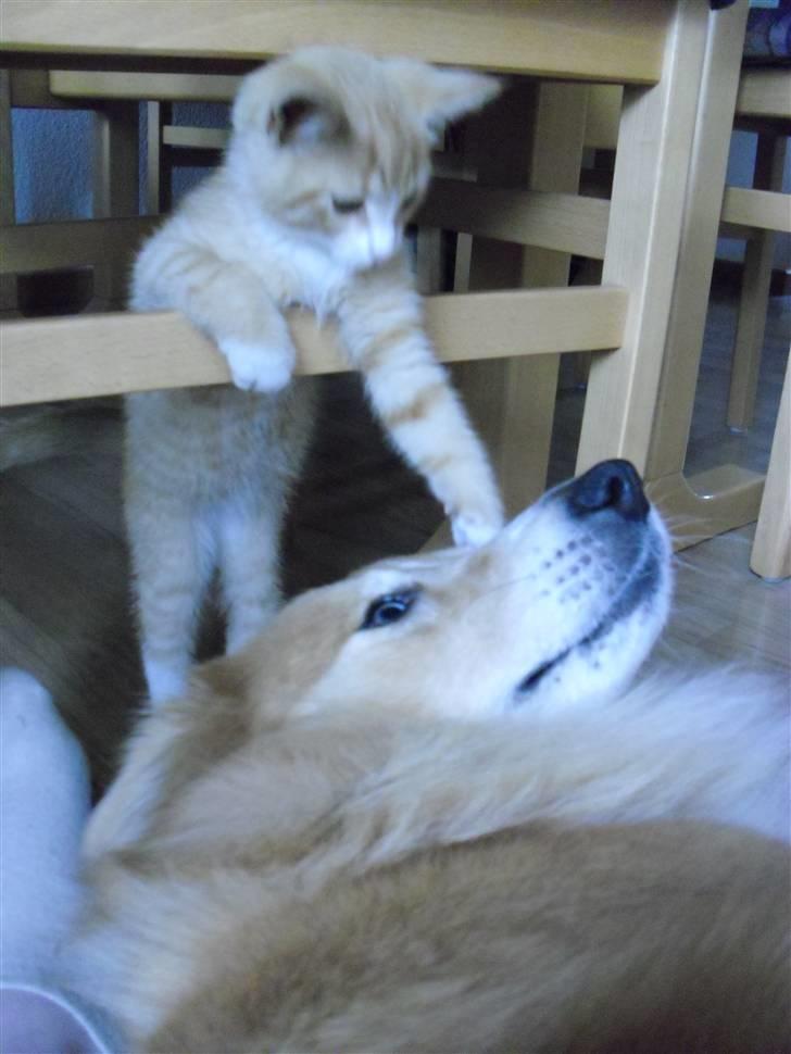 Blanding af racer Garfield - Frække lille mis altså! :p billede 17