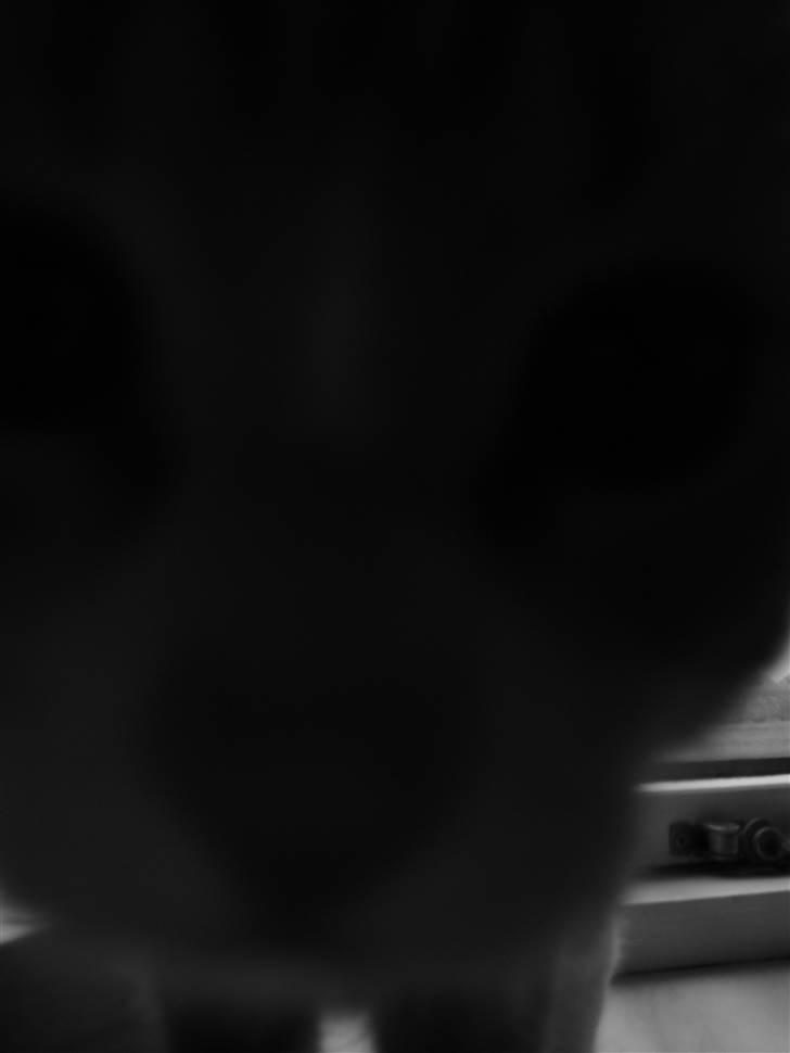 Blanding af racer Garfield billede 18