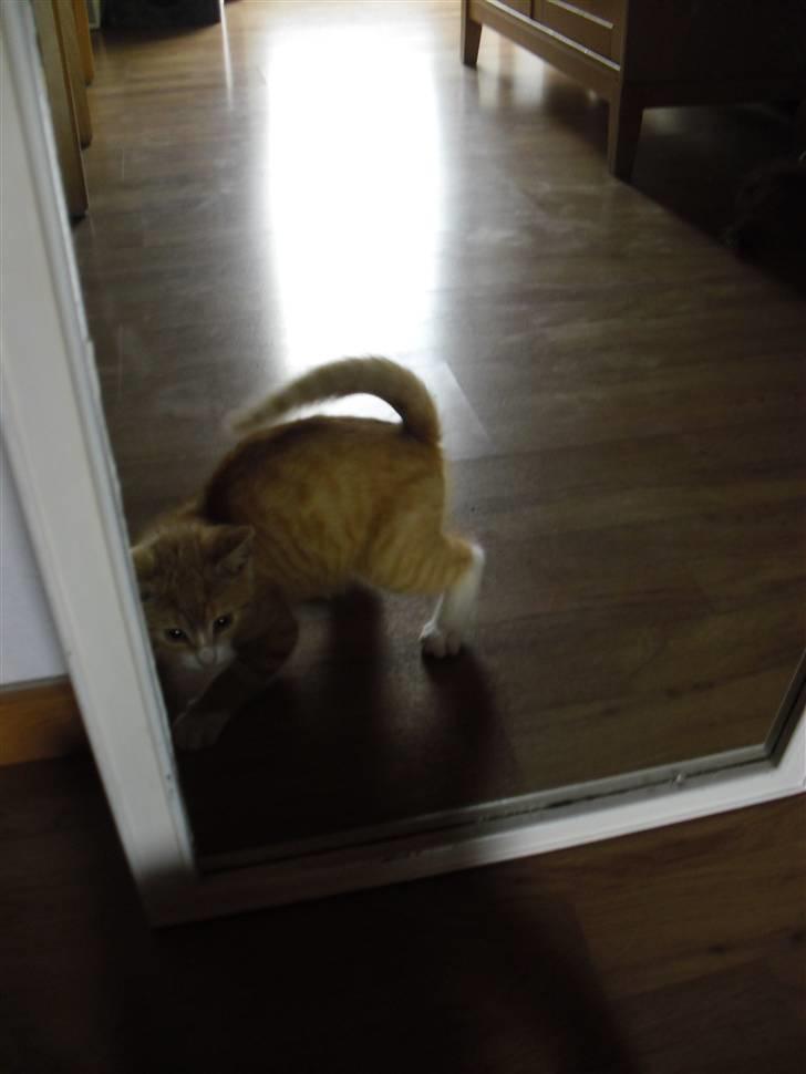 Blanding af racer Garfield - Sikke en stor og farlig tigermis der er i spejlet! :o  billede 19