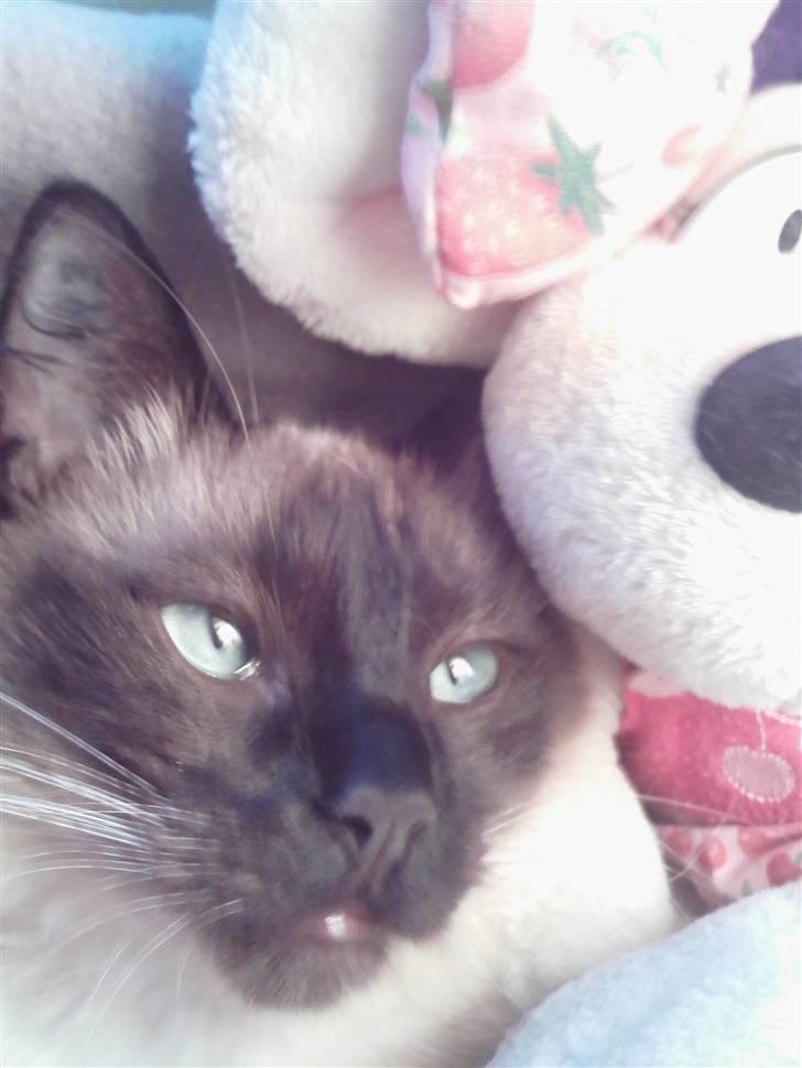 Ragdoll Dina<3 billede 8