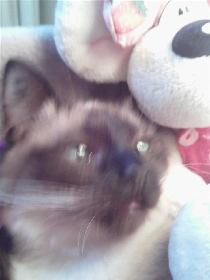 Ragdoll Dina<3 billede 10