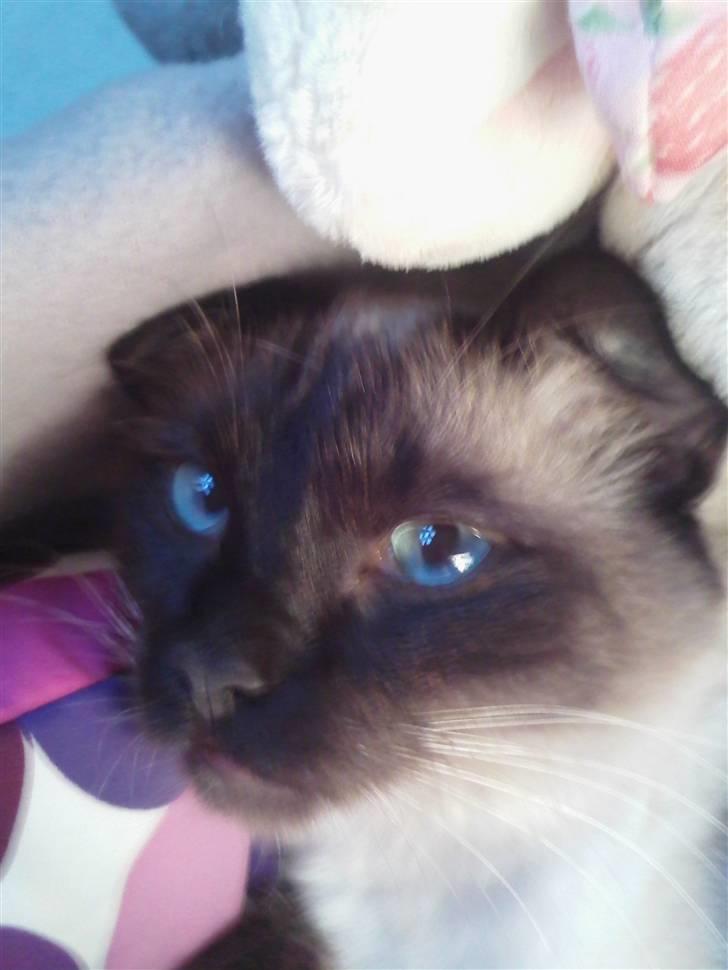 Ragdoll Dina<3 billede 11