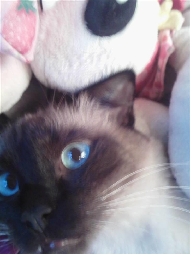 Ragdoll Dina<3 billede 12