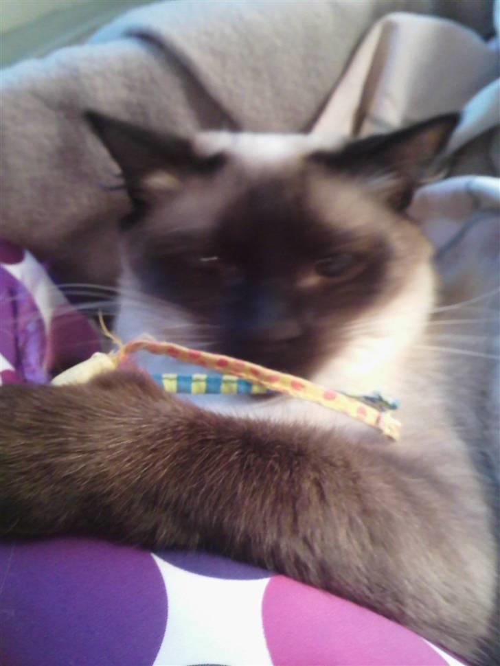 Ragdoll Dina<3 billede 9