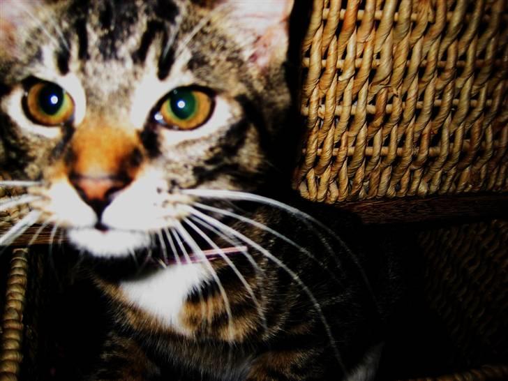 Huskat Chanel - Nær billede af Chanel <3  billede 6