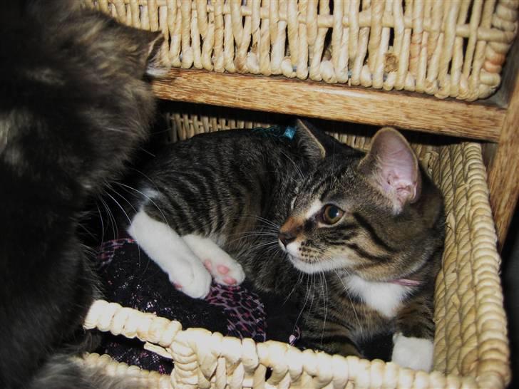 Huskat Chanel - Chanel der putter <3 billede 7