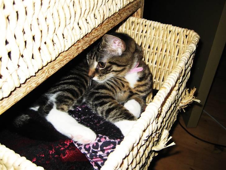 Huskat Chanel - Chanel der putter <3 billede 8