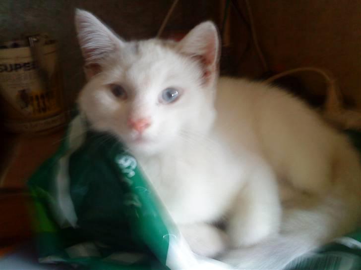 Huskat snowball/solgt billede 1