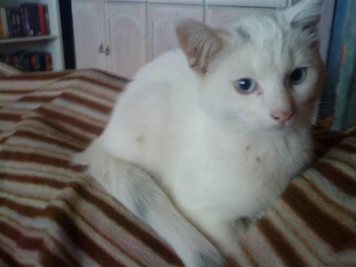 Huskat snowball/solgt billede 2