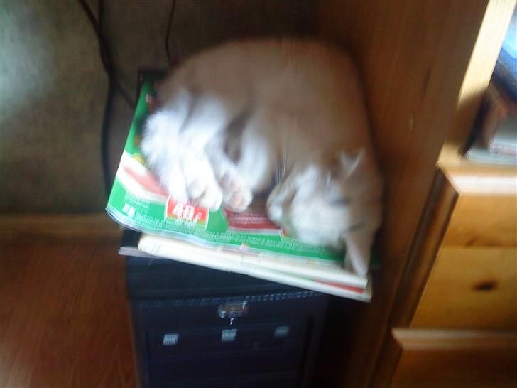 Huskat snowball/solgt billede 3