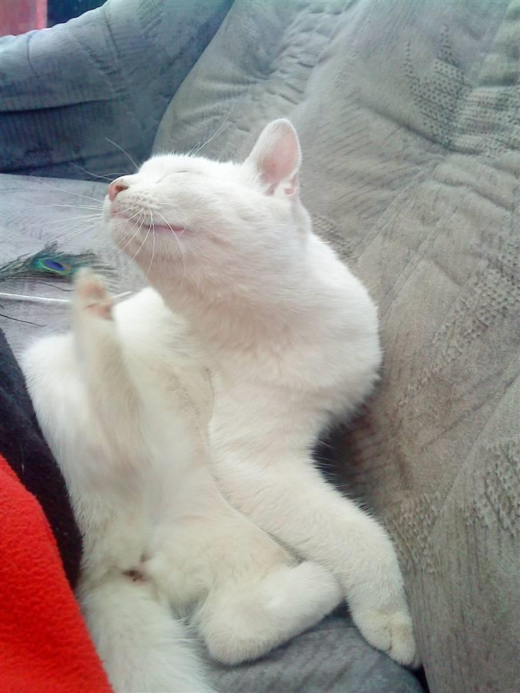 Huskat snowball/solgt billede 4