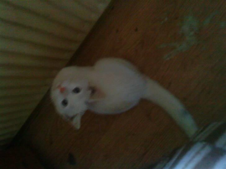 Huskat snowball/solgt billede 5