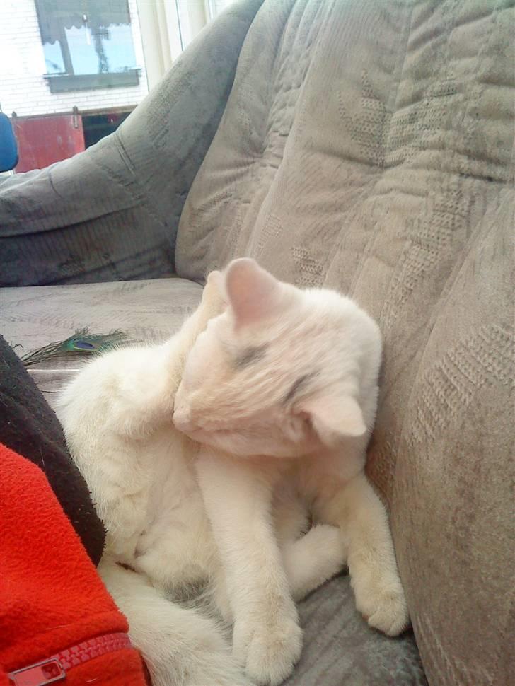 Huskat snowball/solgt billede 6