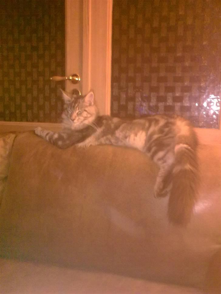 Maine Coon Maximus R.I.P. - 6 mdr. billede 17