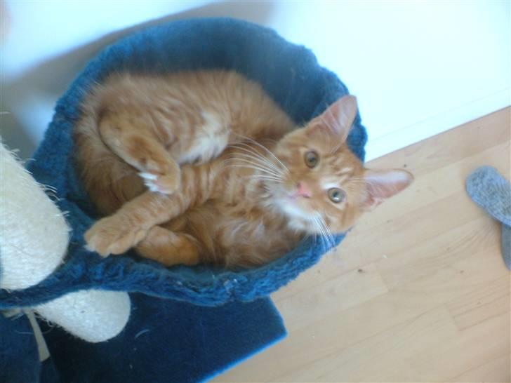 Maine Coon Joe the Bandit (Bandit) billede 11