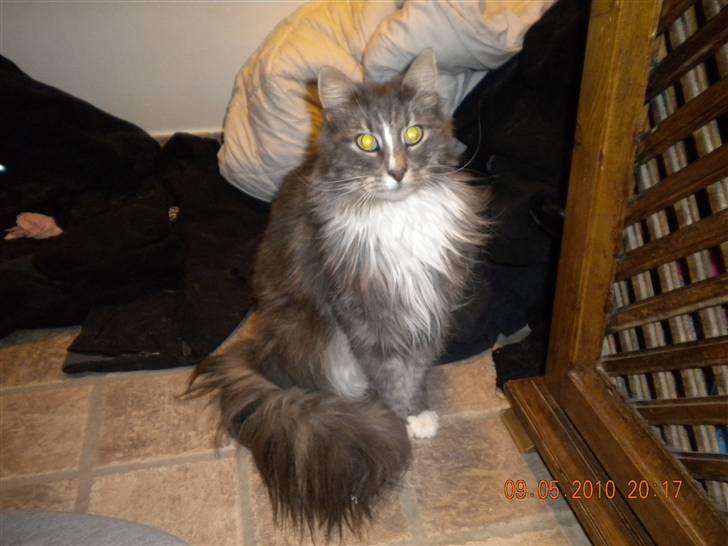 Norsk Skovkat Boss billede 1