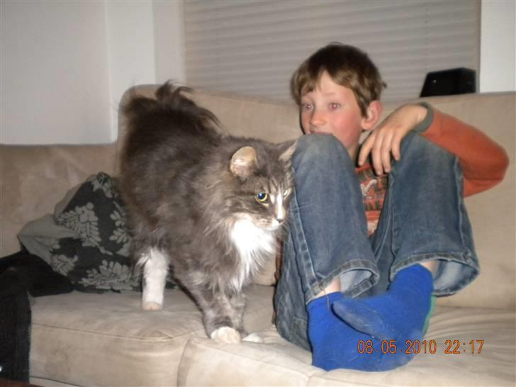 Norsk Skovkat Boss billede 2