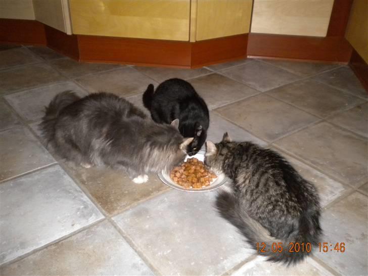 Norsk Skovkat Boss billede 3