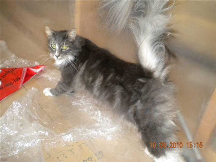 Norsk Skovkat Boss billede 4