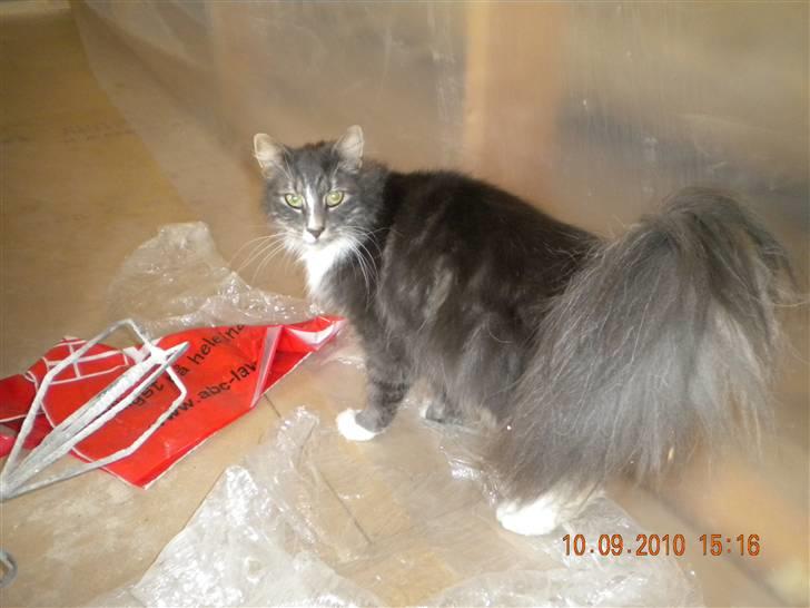 Norsk Skovkat Boss billede 5