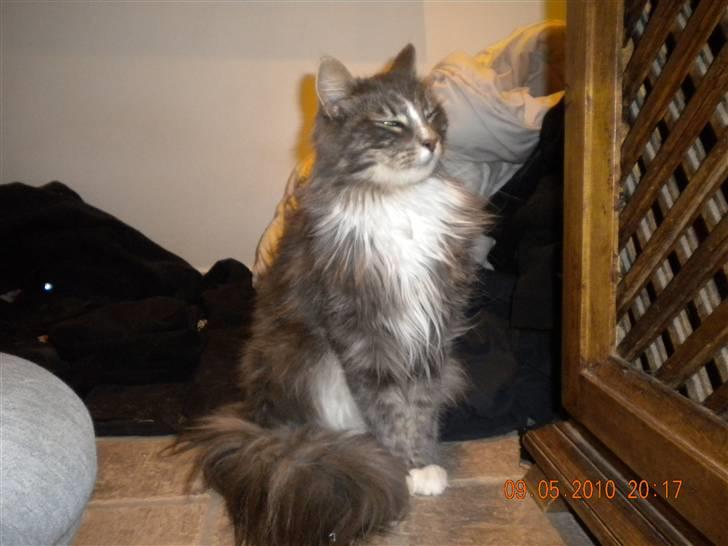 Norsk Skovkat Boss billede 6