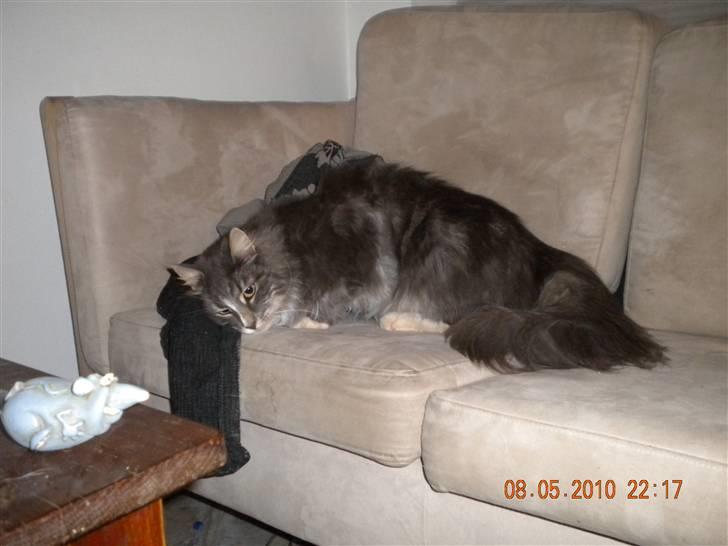 Norsk Skovkat Boss billede 7