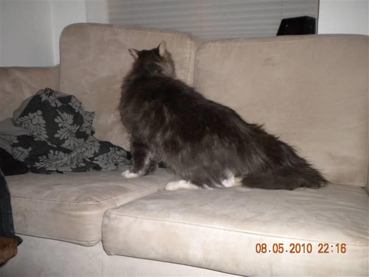 Norsk Skovkat Boss billede 8